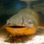 catfish