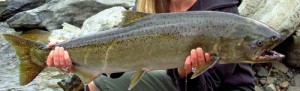 salmonstripe