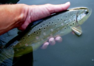 RiverXbrown